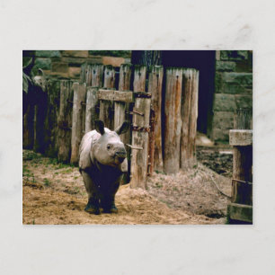 Cartão Postal Rino indiano