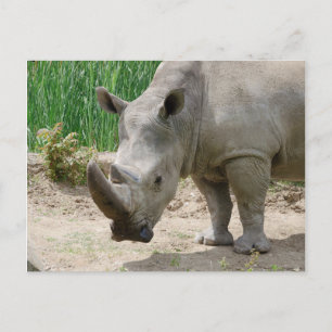 Cartão Postal Rinoceronte Branco Ceratotherium Simum
