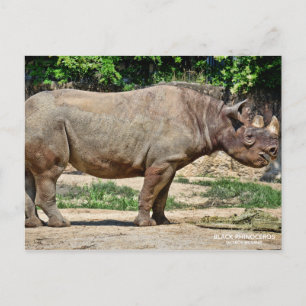 Cartão Postal Rinoceronte Negro [Cartão-postal] ポ ス ト Equ