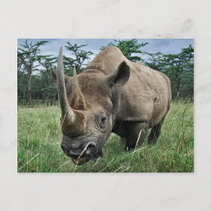 Cartão Postal Rinoceronte Negro   Quênia