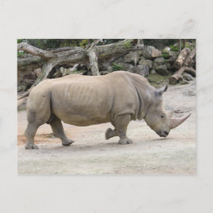 Cartão Postal Rinocerontes na corrida no Zoológico de Auckland
