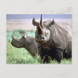 Cartão Postal Rinocerontes no Cartão-postal Serengeti