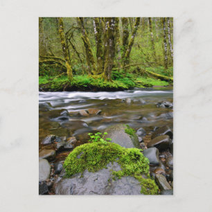 Cartão Postal Rio em floresta verde, Oregon