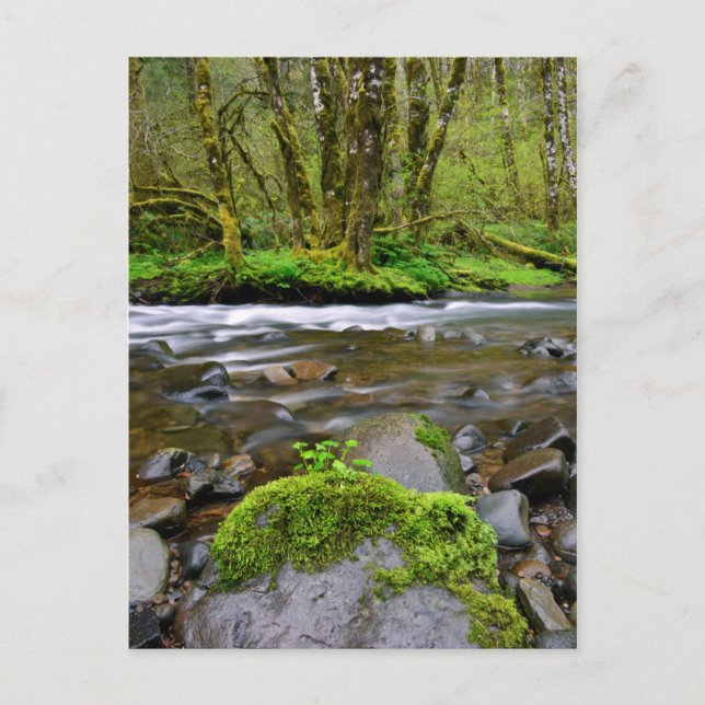Cartão Postal Rio em floresta verde, Oregon (Frente)