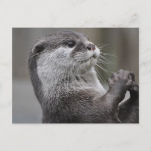 Cartão Postal Rio Otter