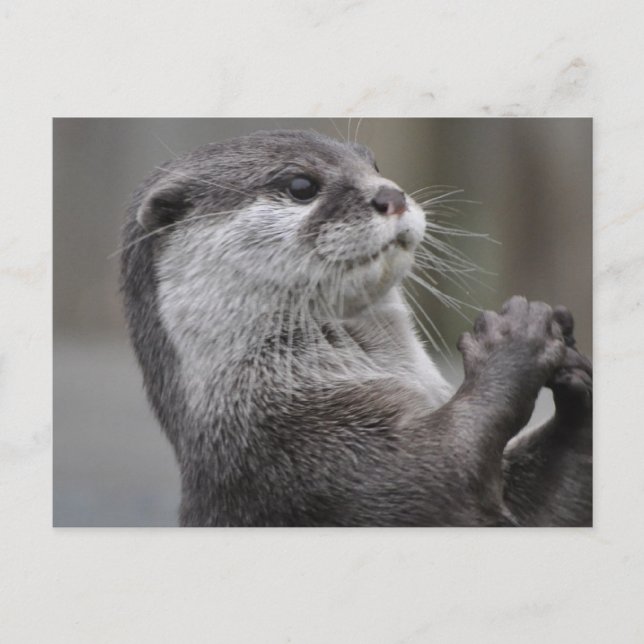 Cartão Postal Rio Otter (Frente)
