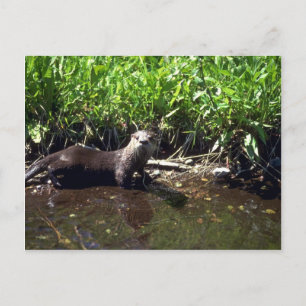 Cartão Postal Rio Otter-Summer