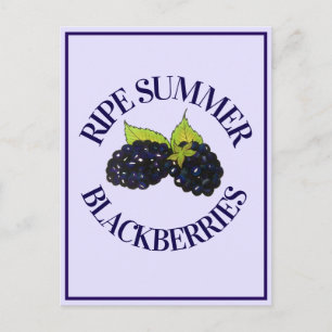 Cartão Postal Ripe Summer Blackberry Blackberry Berry Berries