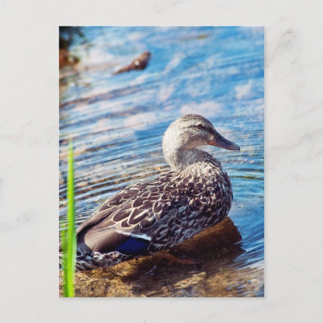 Cartão Postal Ripples de Discagem (Frente)