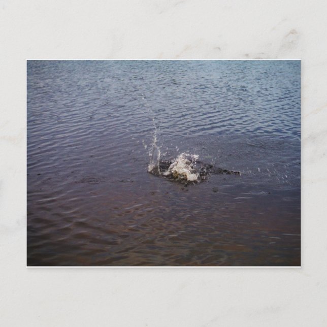 Cartão Postal Ripples num lago, de um peixe saltando (Frente)