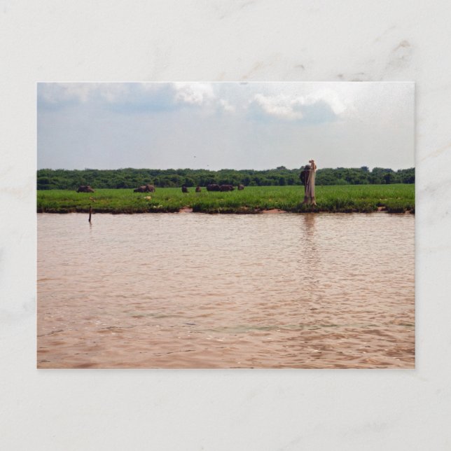 Cartão Postal Riverside Water Buffalo e Pescador, Camboja (Frente)