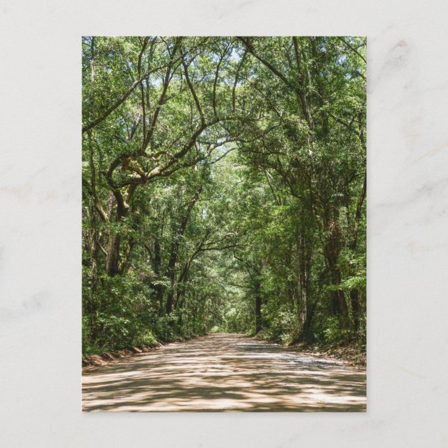 Cartão postal Road to Angel Oak (Frente)