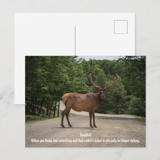 Cartão Postal Roadkill (Frente/Verso)