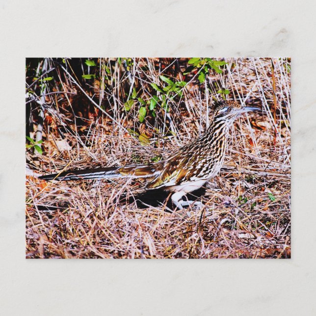 Cartão Postal Roadrunner Bird (Frente)
