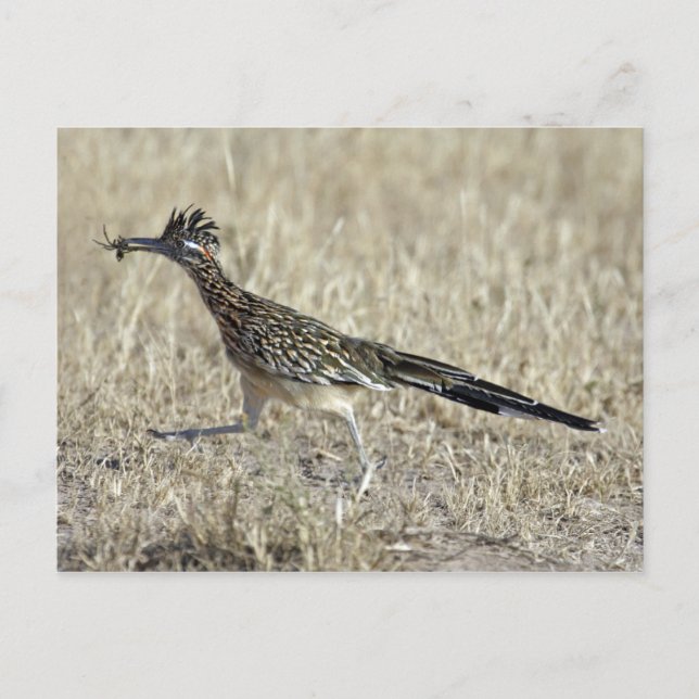 Cartão Postal Roadrunner Photograph Postcard (Frente)