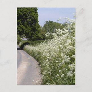 Cartão Postal Roadside Hedgerow Herefordshire