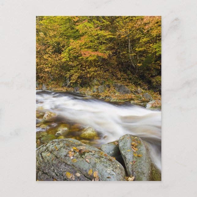 Cartão Postal Roaring Brook in fall in Vermont's Green (Frente)