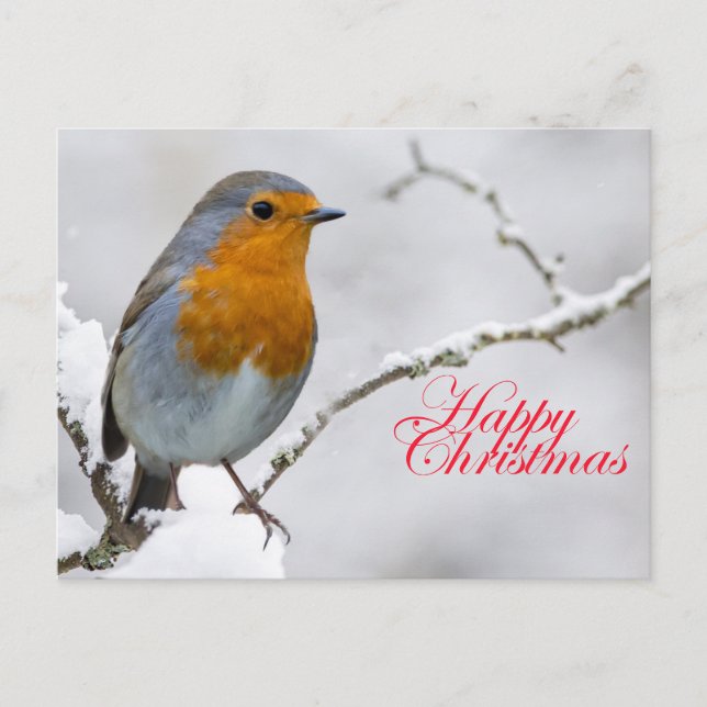 Cartão Postal Robbin Redbreast (Frente)