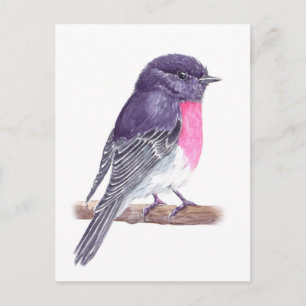 Cartão Postal Robin
