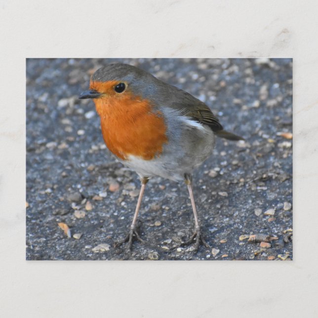 Cartão Postal Robin  (Frente)