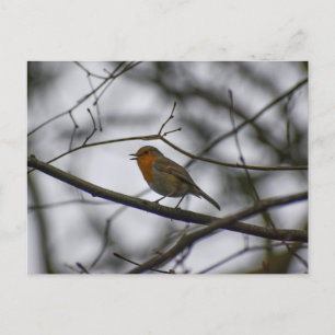 Cartão Postal Robin