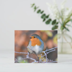Cartão Postal Robin 