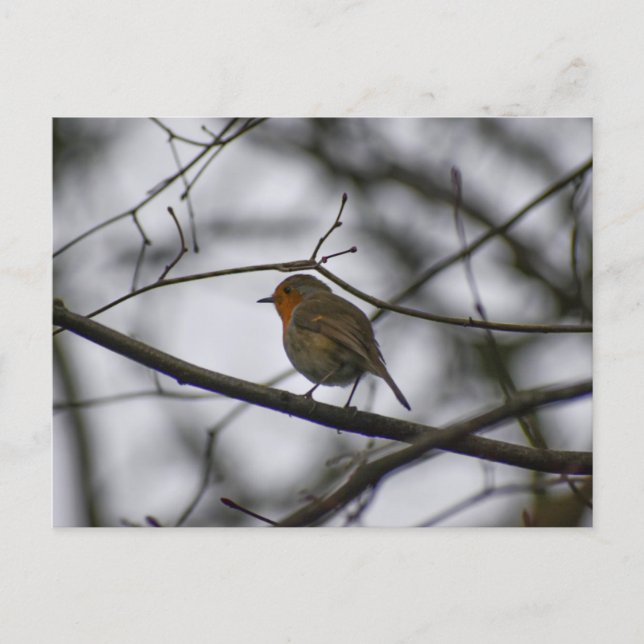 Cartão Postal Robin  (Frente)