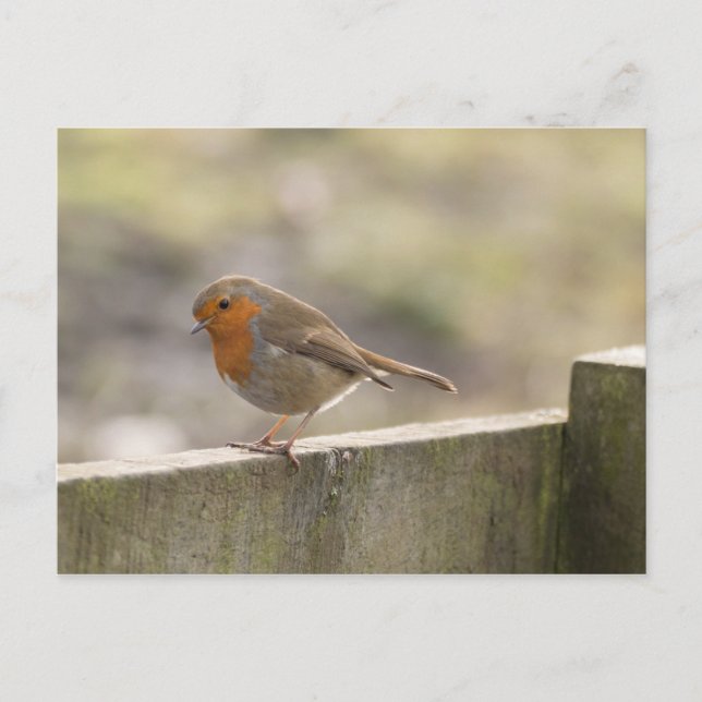 Cartão Postal Robin (Frente)