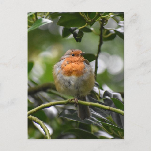 Cartão Postal Robin (Frente)