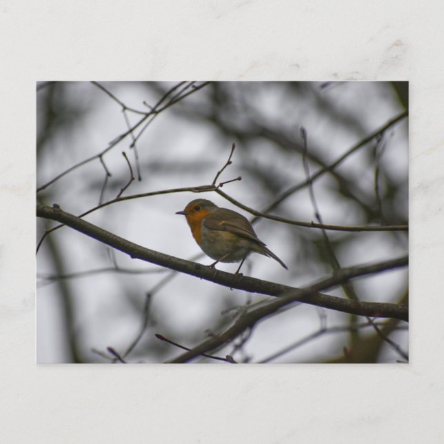 Cartão Postal Robin  (Frente)