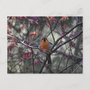 Cartão Postal Robin