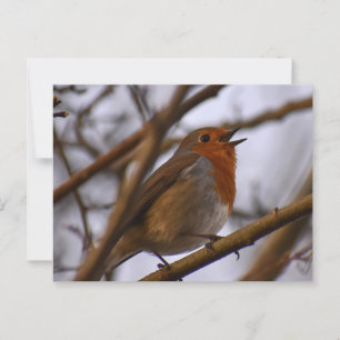Cartão Postal Robin
