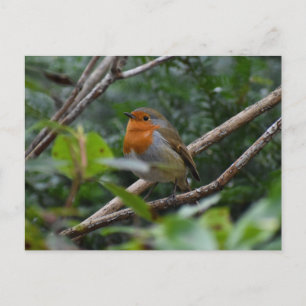 Cartão Postal Robin