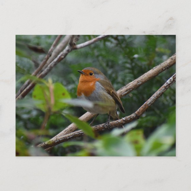 Cartão Postal Robin (Frente)