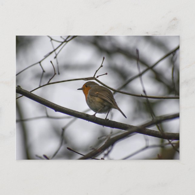 Cartão Postal Robin  (Frente)