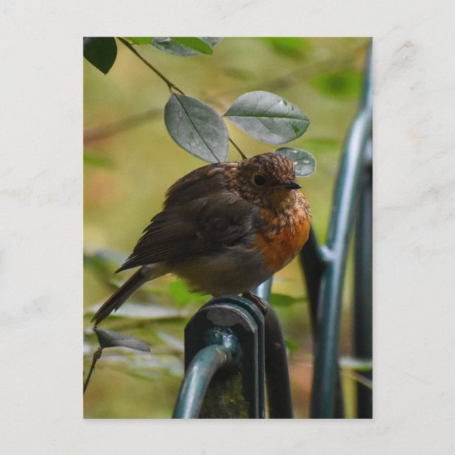 Cartão Postal Robin (Frente)