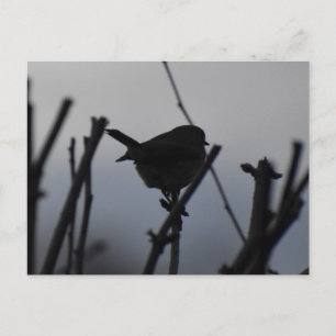 Cartão Postal Robin