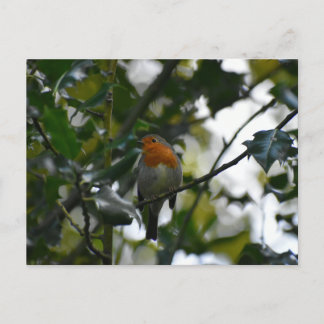 Cartão Postal Robin