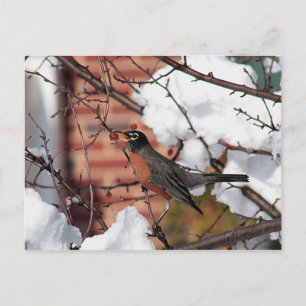 Cartão Postal Robin americano