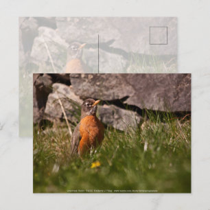 Cartão Postal Robin Americano