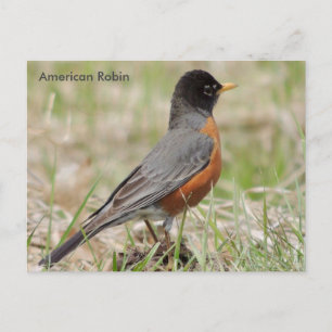Cartão Postal Robin Americano