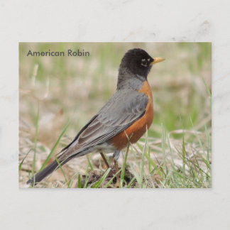 Cartão Postal Robin Americano