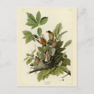 Cartão Postal Robin Americano das Aves da América de Audubon