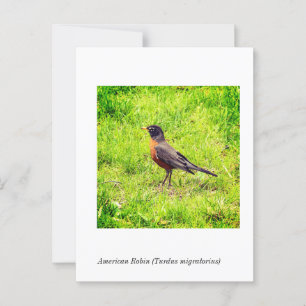 Cartão Postal Robin Americano (Turdus migratorius)