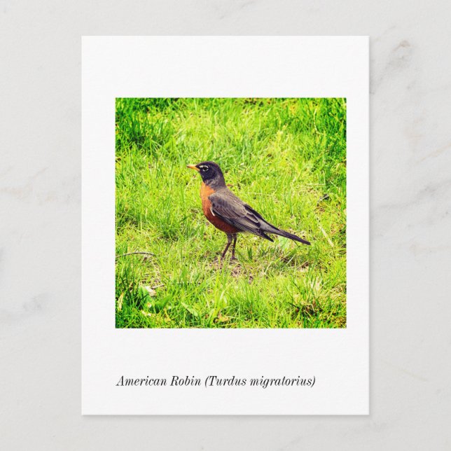 Cartão Postal Robin Americano (Turdus migratorius) (Frente)