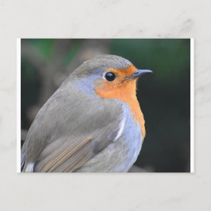 Cartão Postal Robin Aproximado