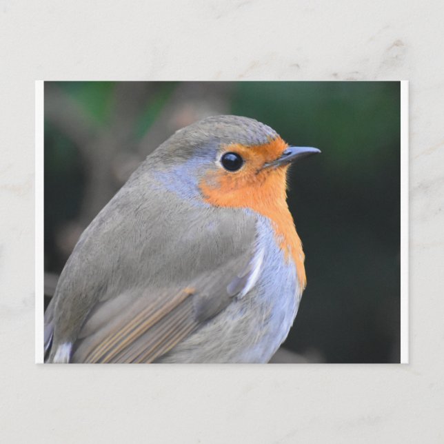 Cartão Postal Robin Aproximado (Frente)