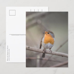 Cartão Postal Robin Bird Wildlife Photo