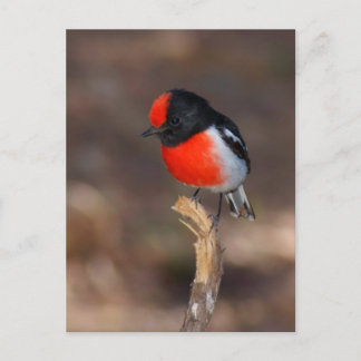Cartão Postal Robin de capa vermelha