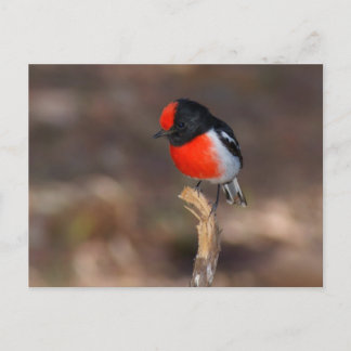 Cartão Postal Robin de capa vermelha